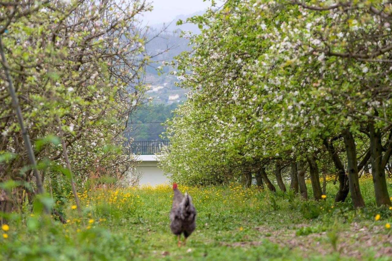 Chale Da Quinta "Lavoura Da Bouca - Fruta Bio" ξενώνας Celorico De Basto Εξωτερικό φωτογραφία